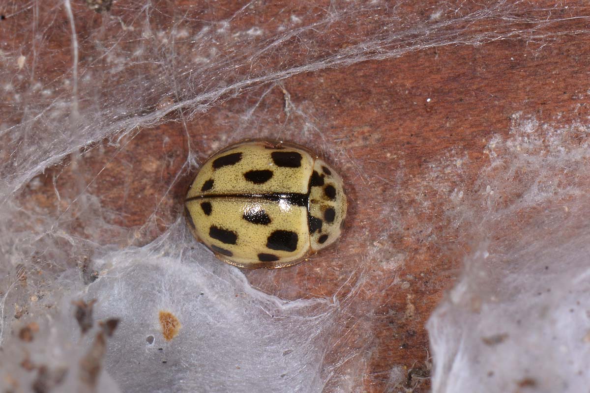 Coccinellidae: Propylea quatuordecimpunctata? S.